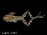 藏品(拉都希氏蛙)的圖片